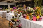 Invitan a feria de orquídeas para celebrar el Día de la Madre en Ciudad del Este